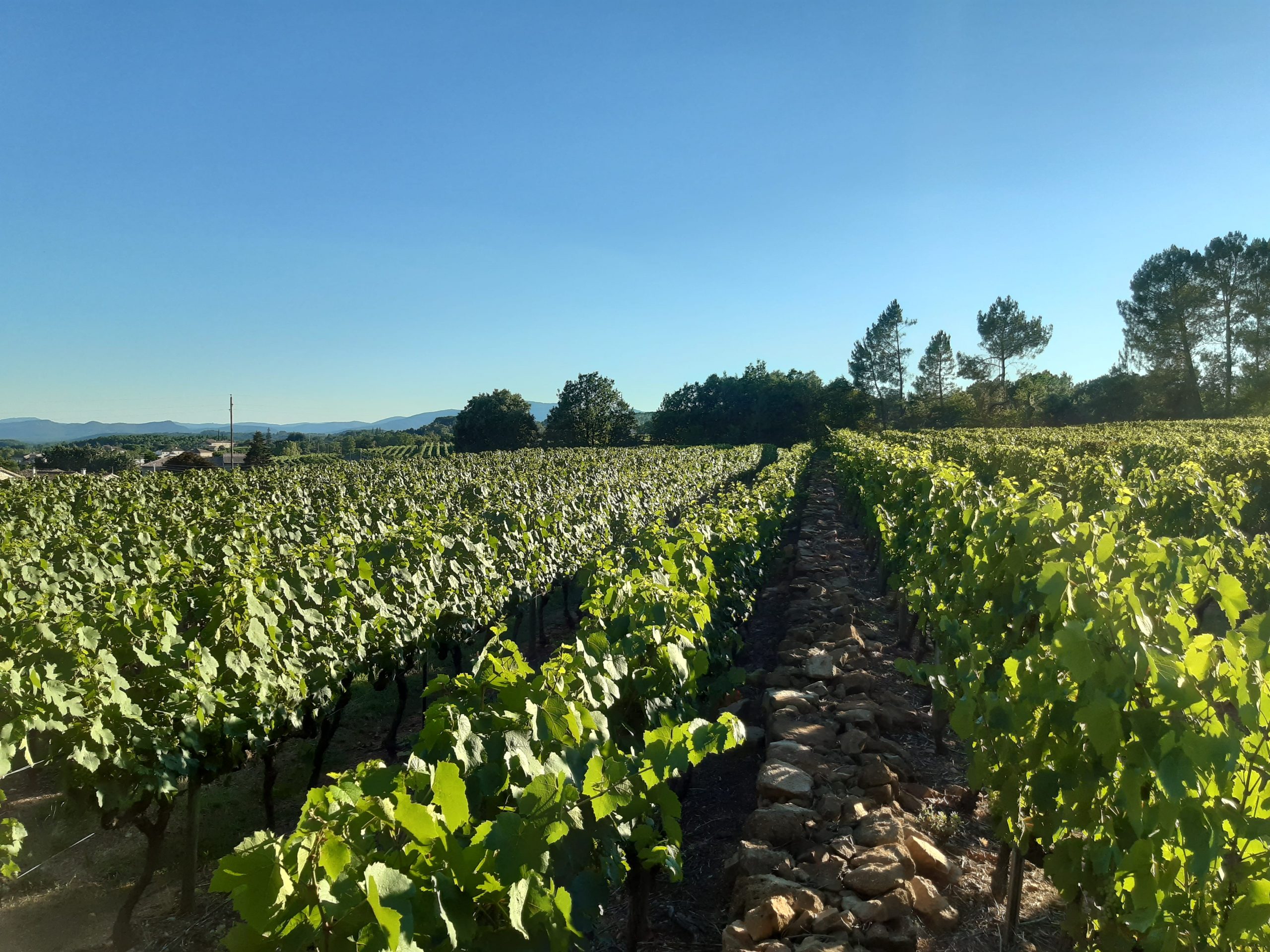 camping du vignal activités en sud ardeche balades dans les vignes pour vivre la slow life en Ardeche