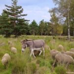 Troupeau dans les cévennes pour vivre la slow life