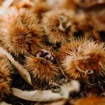 Chataignes dans les Cévennes pour vivre la slow life en Ardeche