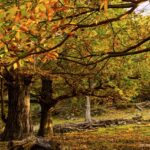 Chataigniers dans les Cévennes pour vivre la slow life en Ardeche